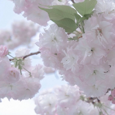 香格里拉福瑞交流群